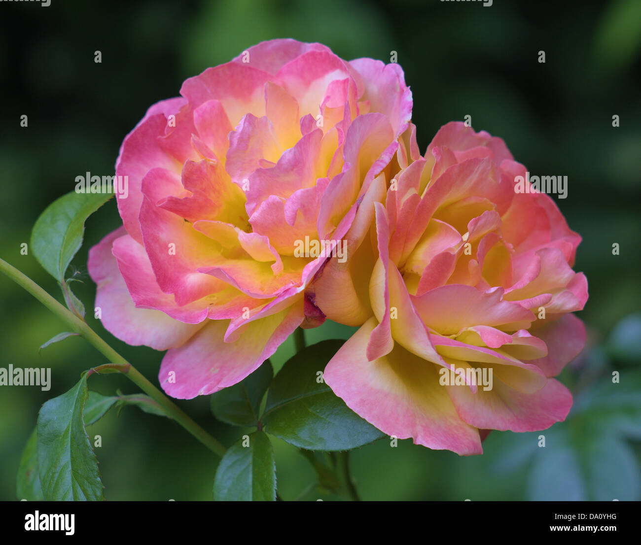Two pink and yellow roses delicate charming fragrant Stock Photo