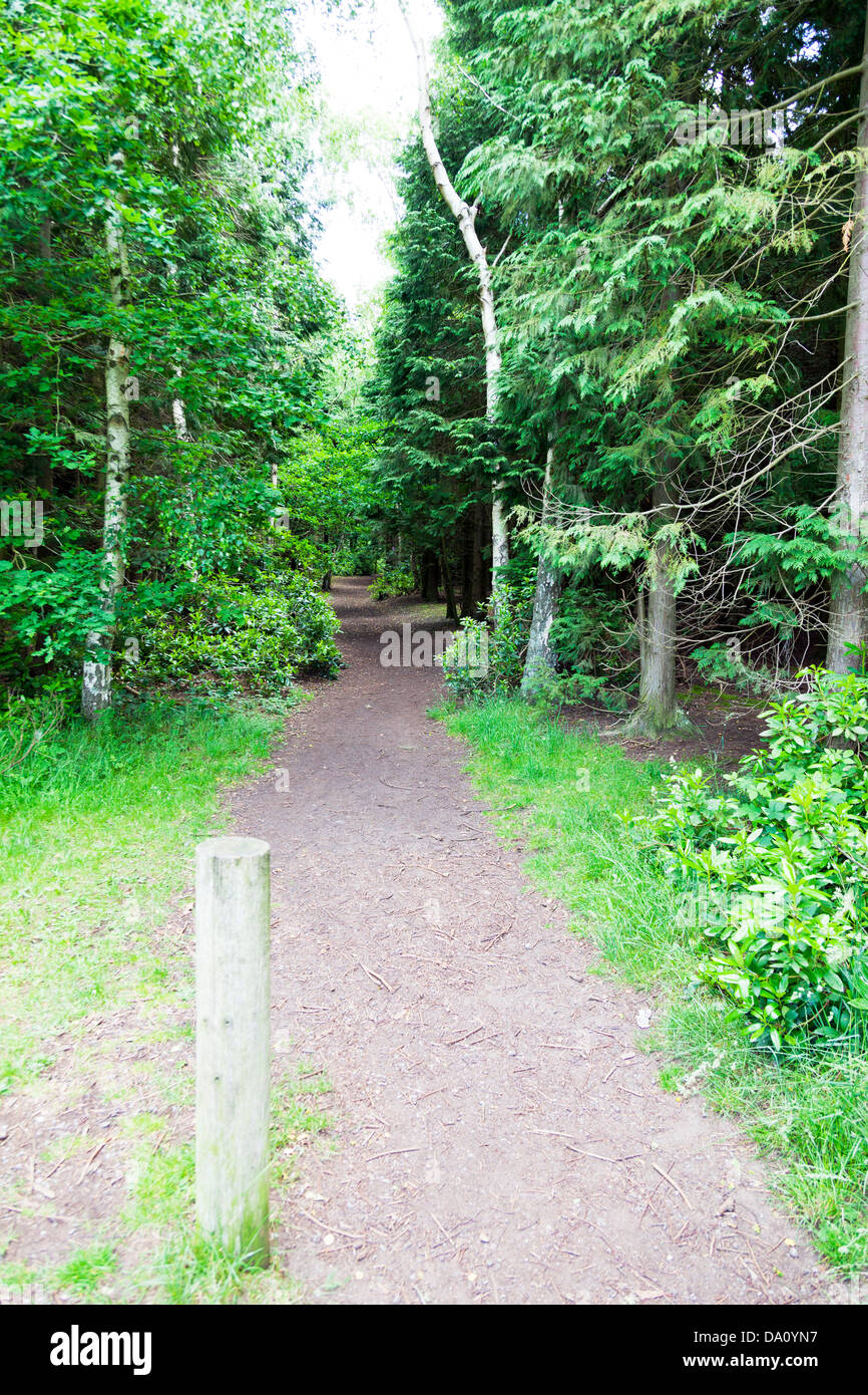 Wood walk path walkway Willingham woods through pine trees Market Rasen, Lincolnshire, UK