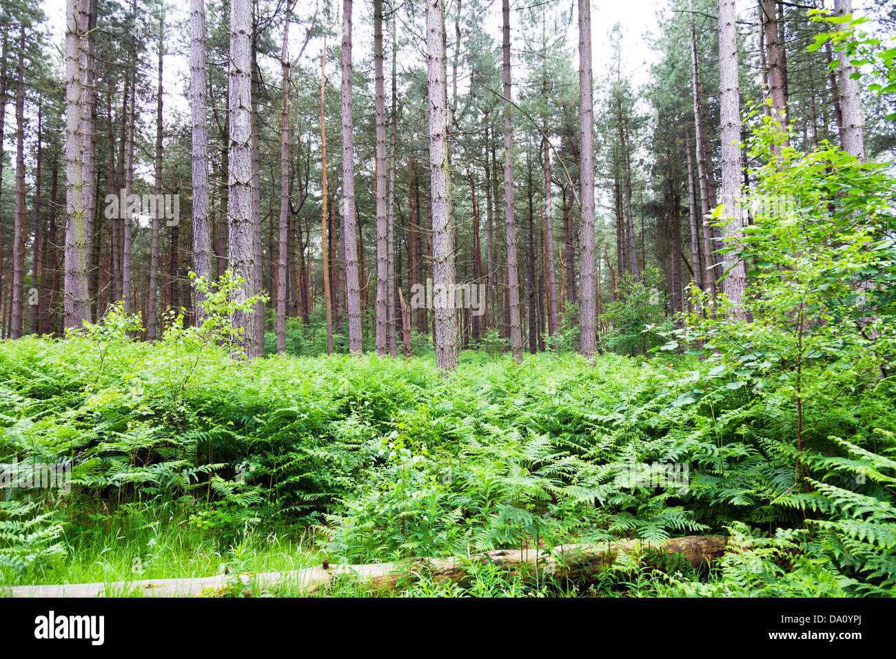 Willingham woods pine trees tree trunks Market Rasen, Lincolnshire, UK