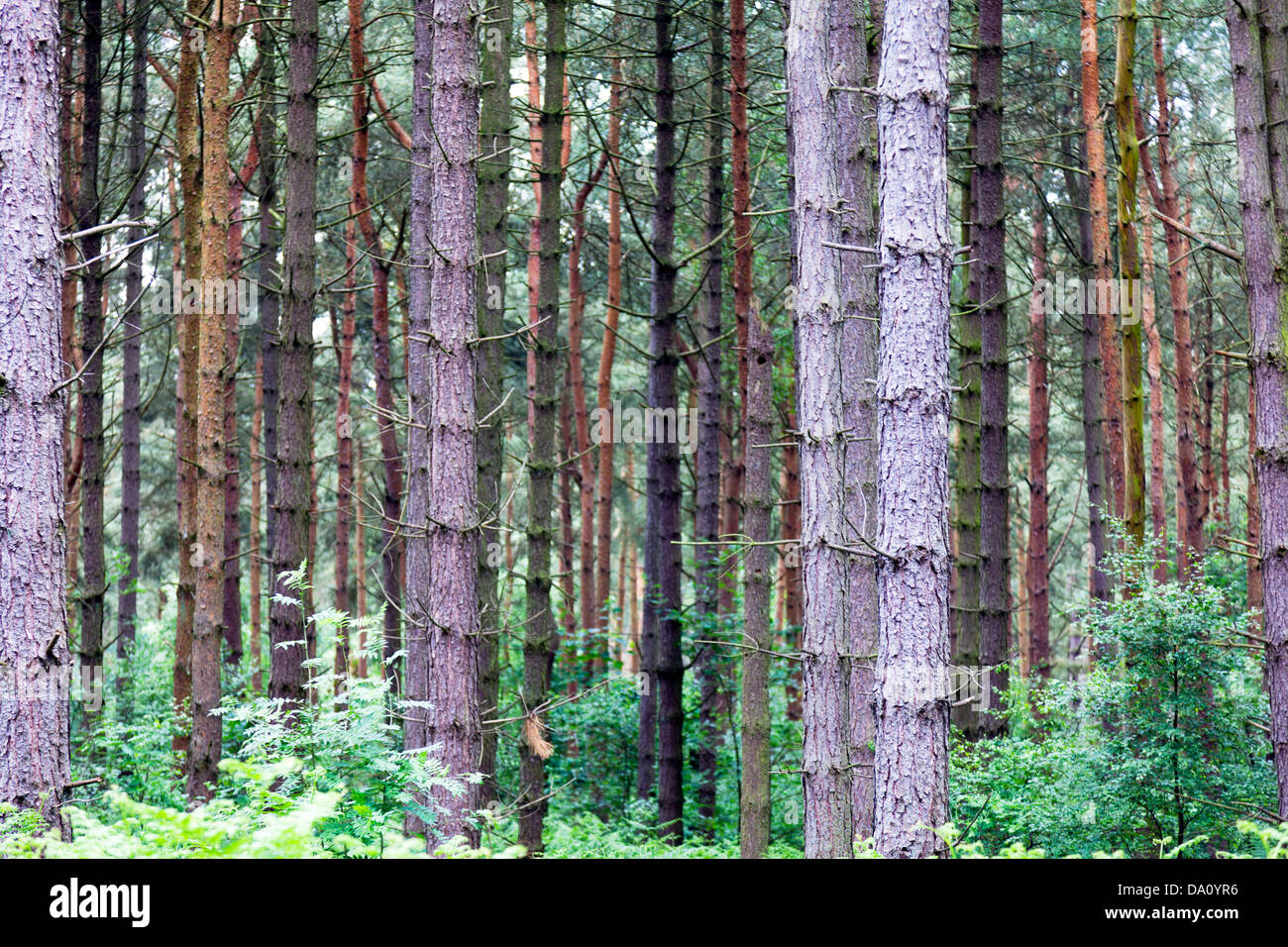 Willingham woods pine trees tree trunks Market Rasen, Lincolnshire, UK, England Pines are trees in the genus Pinus Pinaceae Stock Photo