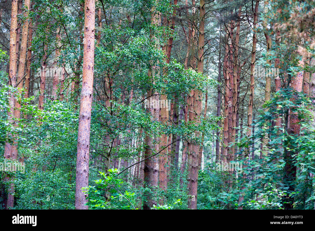 Willingham woods pine trees tree trunks Market Rasen, Lincolnshire, UK