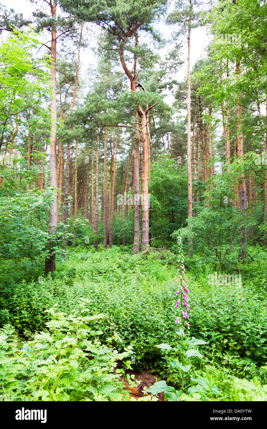 Willingham woods pine trees and foxglove plant Market Rasen, Lincolnshire, UK, England Stock Photo