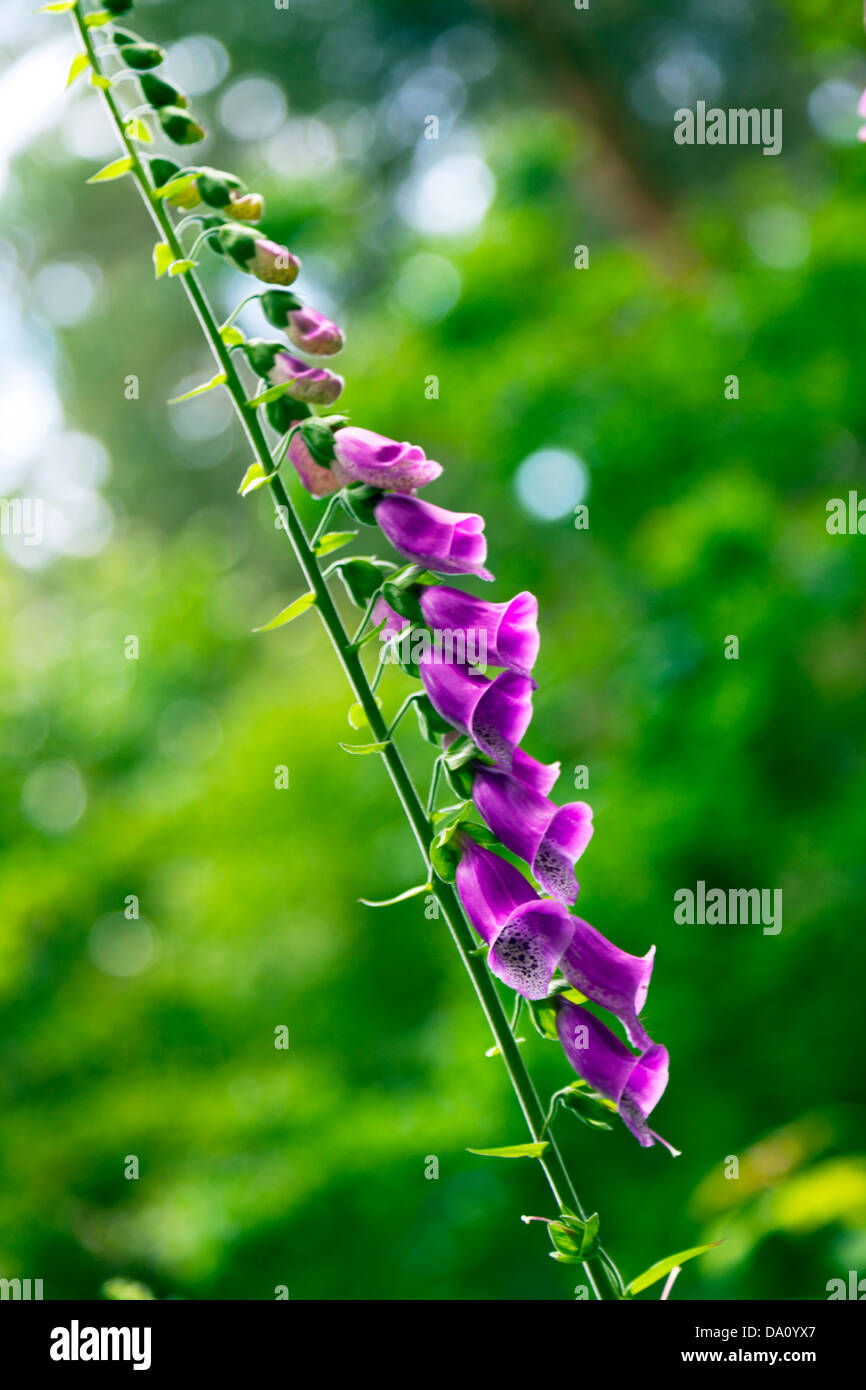 Digitalis purpurea (Common Foxglove) plant flower pink summer Willingham woods  Market Rasen, Lincolnshire, UK, England Stock Photo