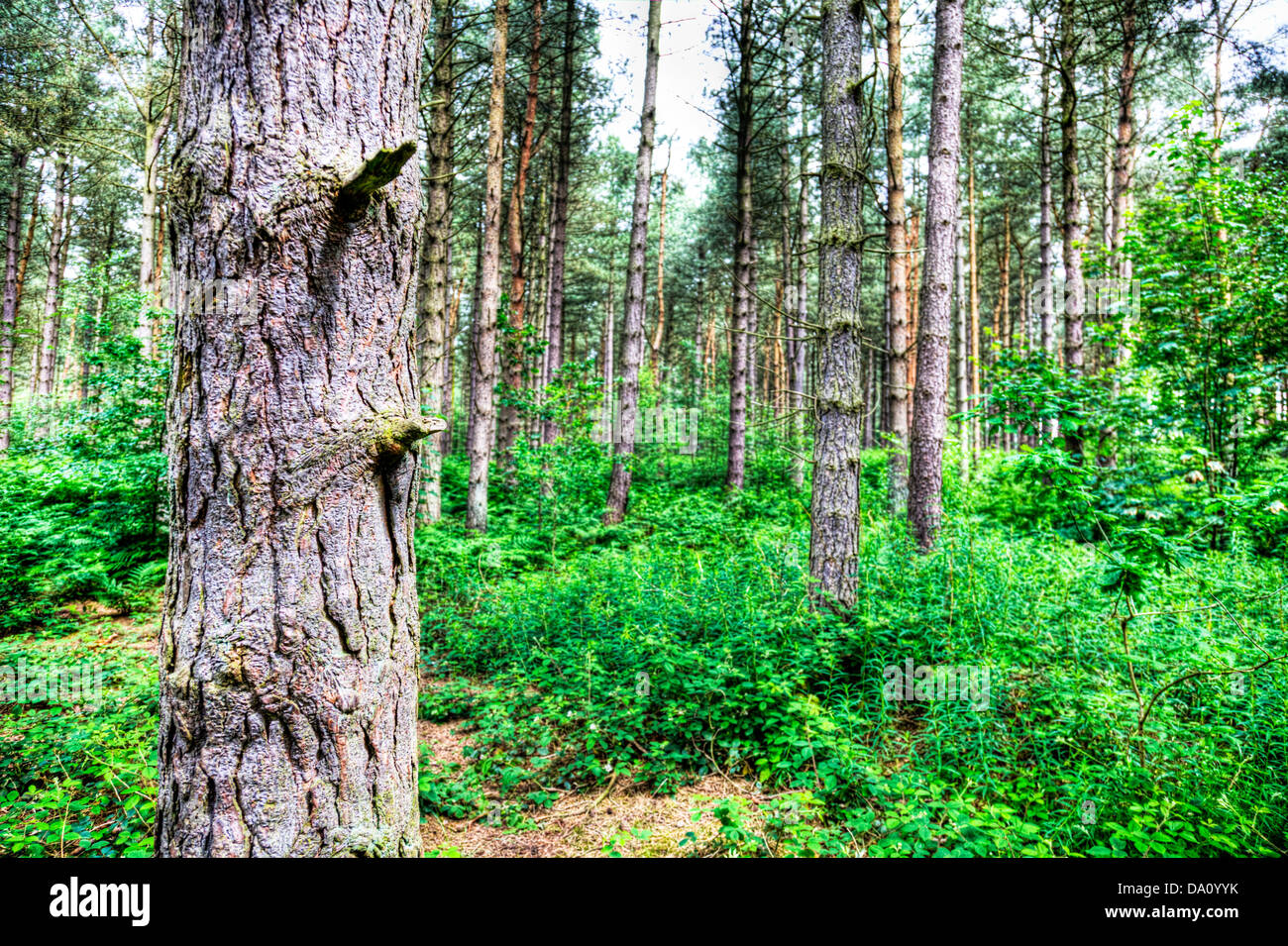 Willingham woods pine trees tree trunks Market Rasen, Lincolnshire, UK, England Pines are trees in the genus Pinus Pinaceae Stock Photo