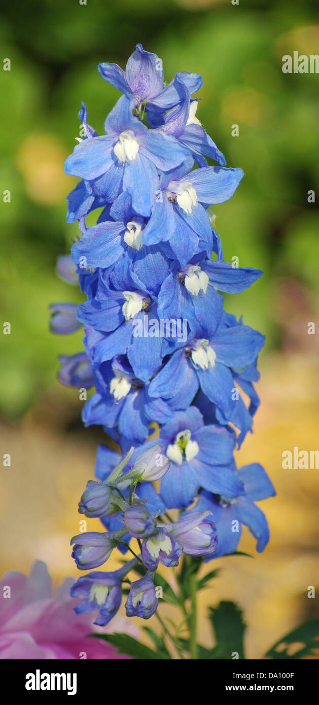Larkspur blue flower close up Delphinium cultorum Stock Photo