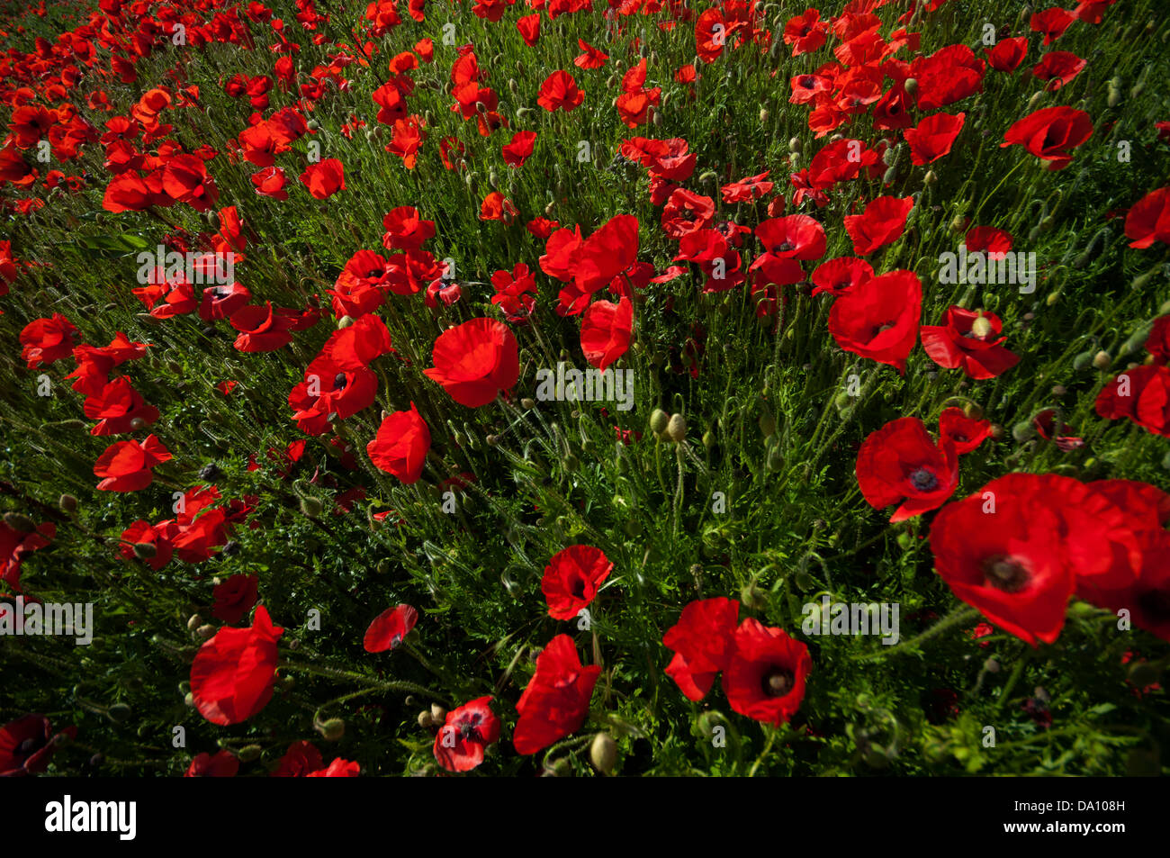 poppy field countryside image Kent field of Poppies  Stock Photo