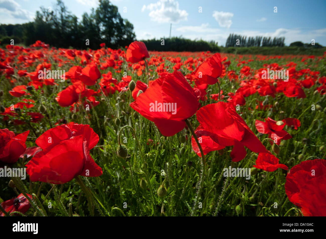poppy field countryside image Kent field of Poppies  Stock Photo