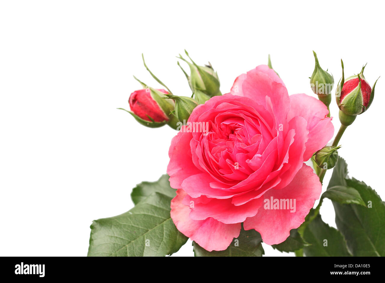 flower of pink roses on white background Stock Photo Alamy