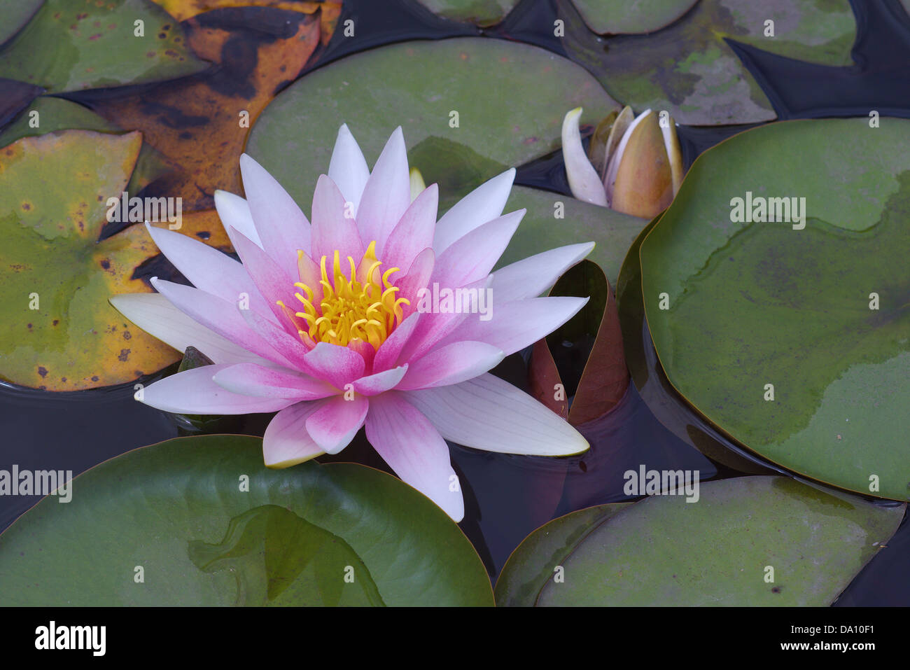 Pink water lily Nymphea fragile delicate beauty Stock Photo