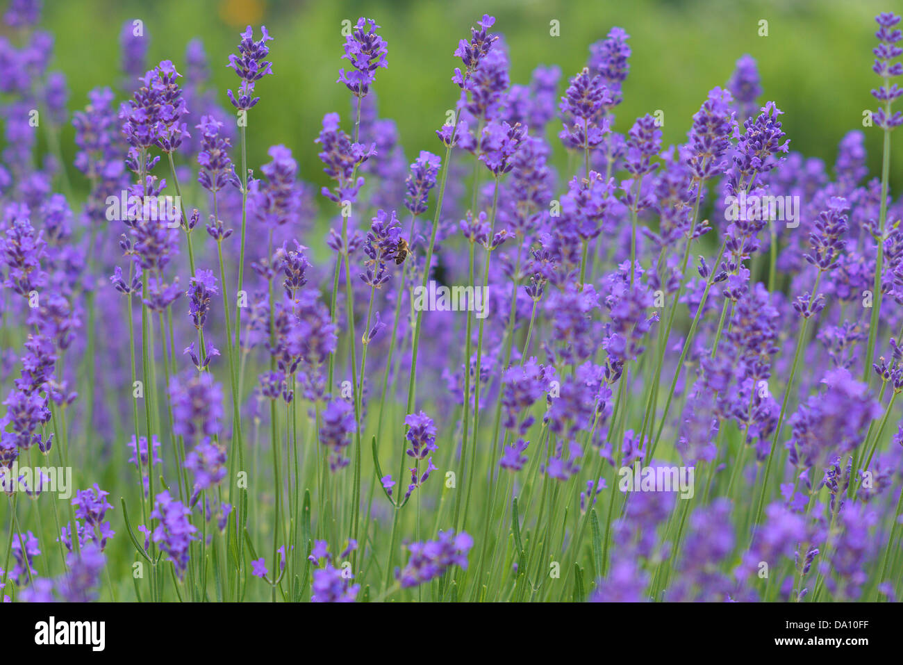 Lavender in full bloom fragrant Lavandula angustifolia Stock Photo - Alamy