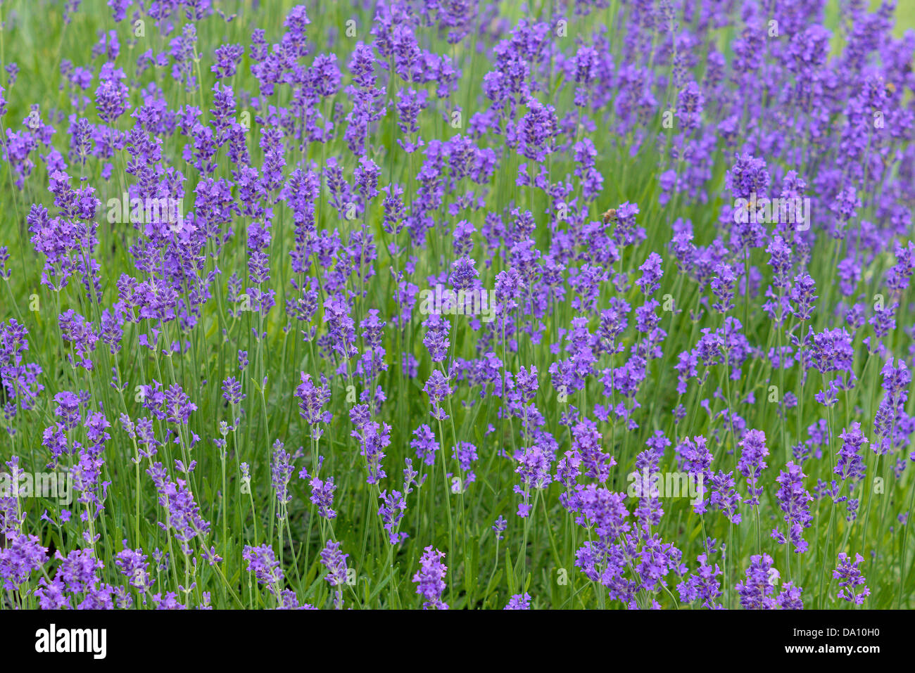 Lavender in full bloom fragrant Lavandula angustifolia Stock Photo Alamy