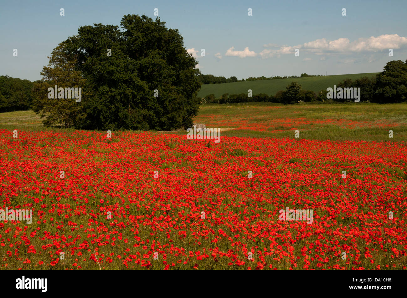 poppy field countryside image Kent field of Poppies Stock Photo