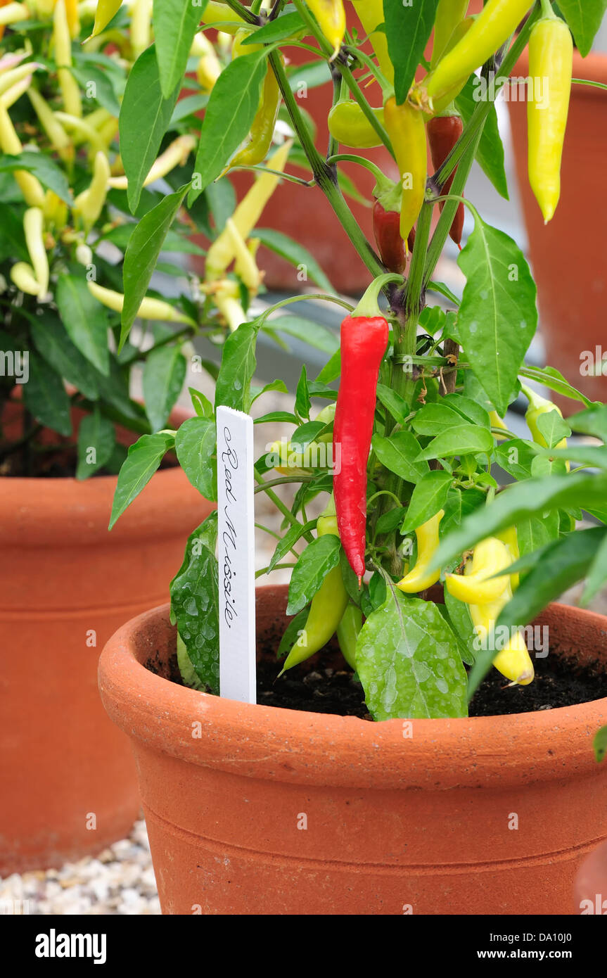 Green Chilli Plant In Pot