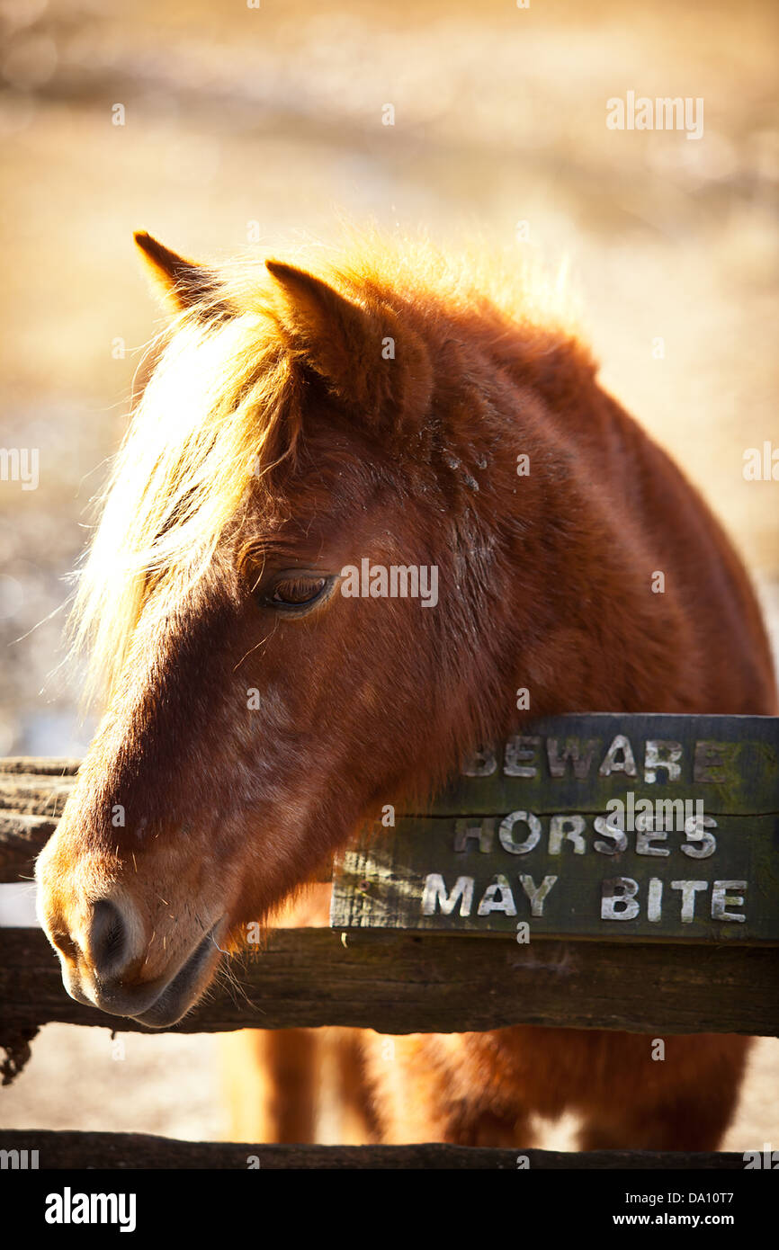 plantation pony rocking horse