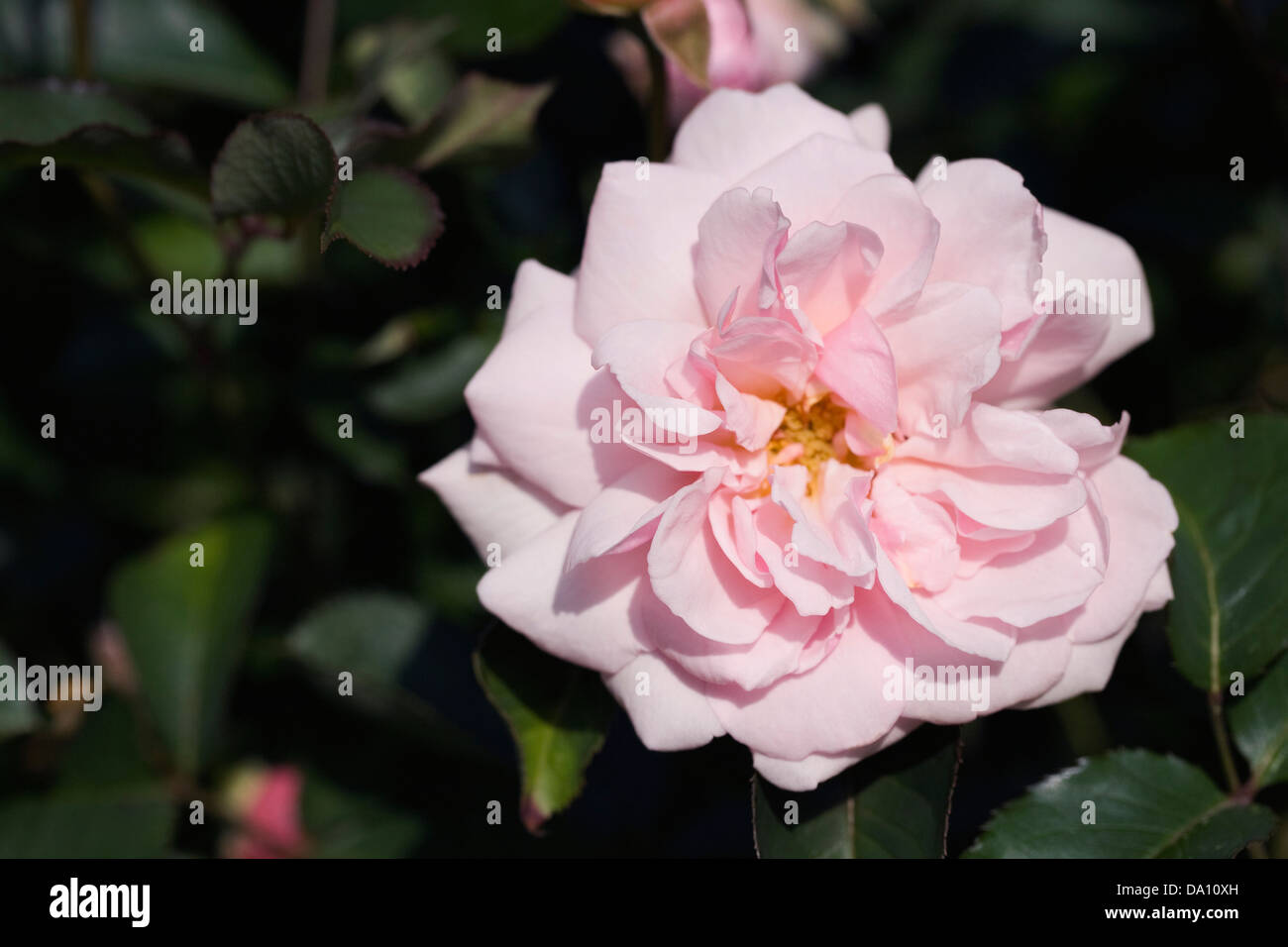 Rosa 'Felicia'. Shrub rose in an English garden Stock Photo - Alamy