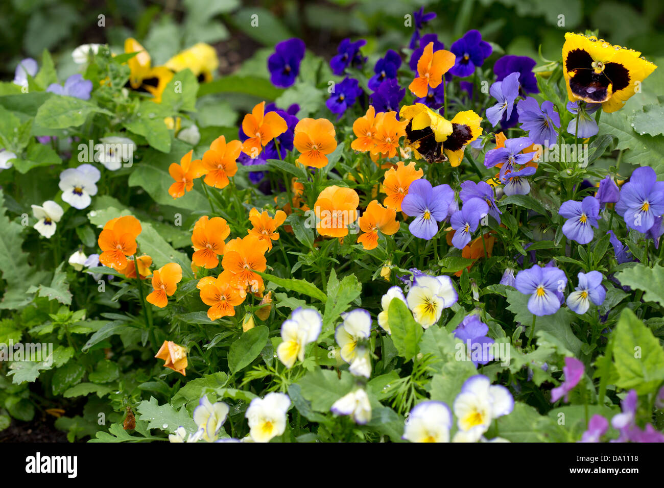 Group of pansies in the sunlight. Stock Photo