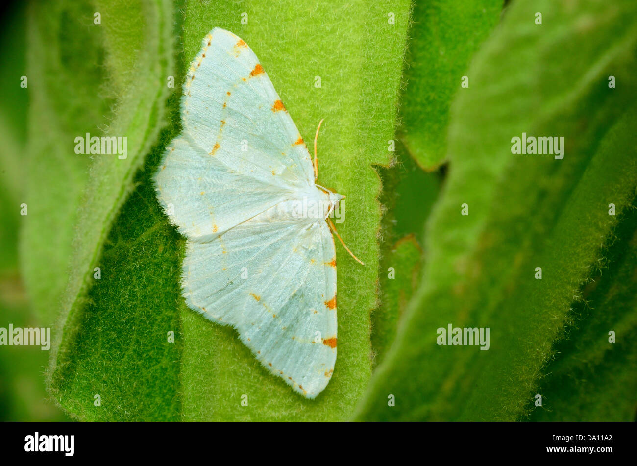 Lesser Maple Spanworm Moth perched on a green plant leaf. Stock Photo