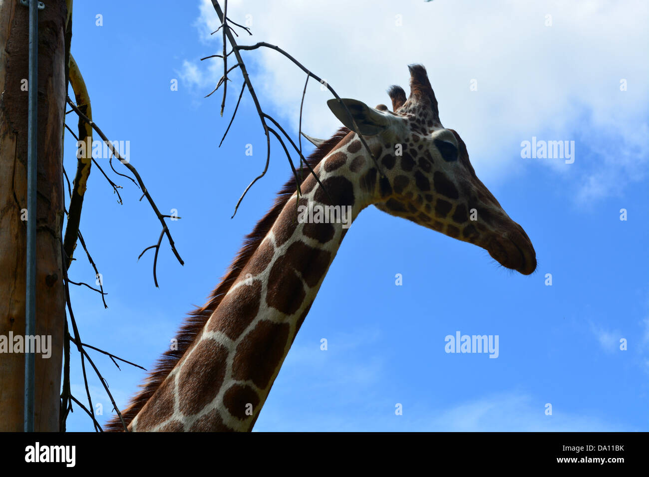 giraffe close up Stock Photo