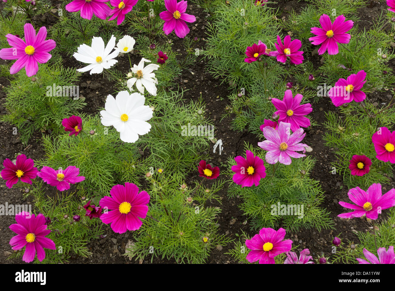 Cosmos an annual flower grown by gardeners for their showy flowers Stock Photo
