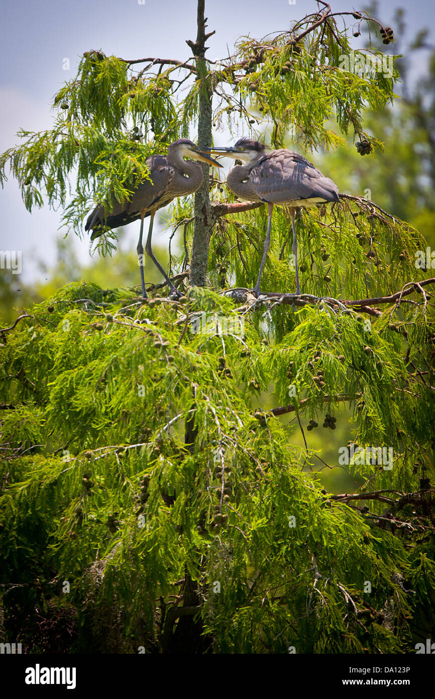 A pair of blue herons nest in swamp cypress trees in the Magnolia