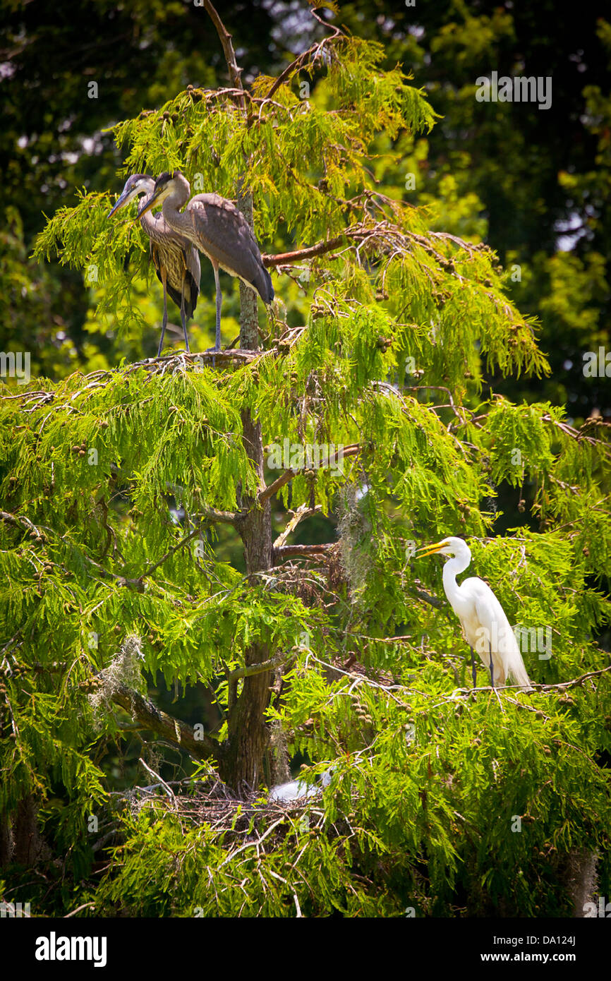 A blue and white heron nests in swamp cypress trees in the Magnolia