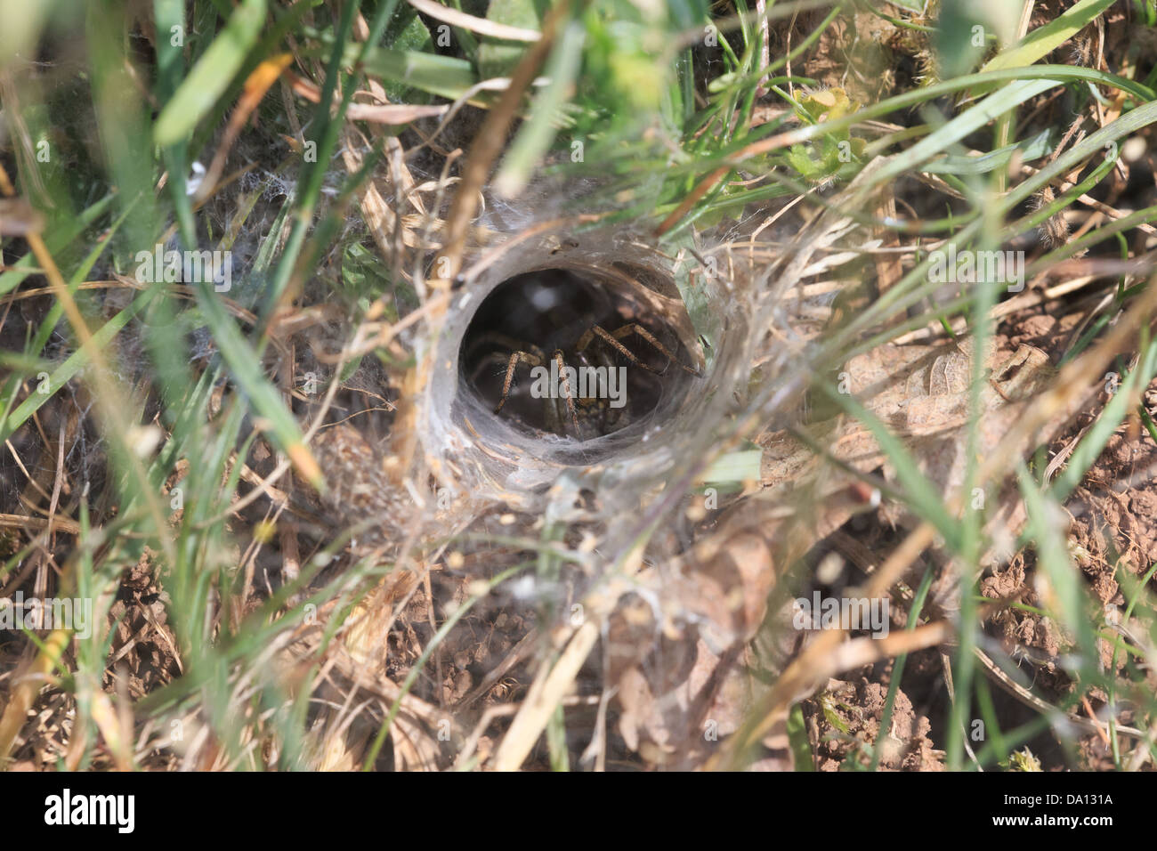 Funnel spider in web Stock Photo Alamy