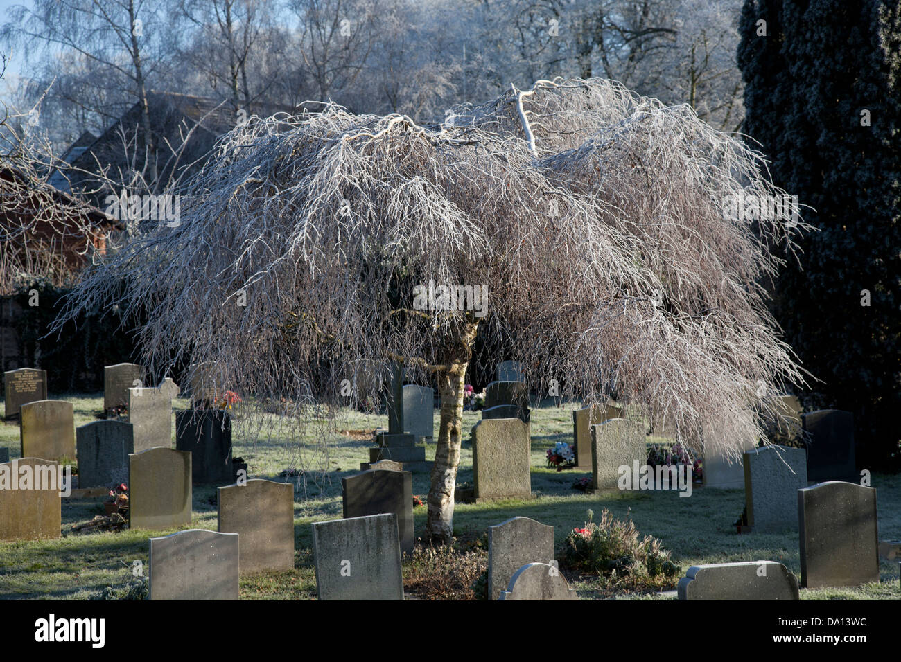 A winter tree weeps over a graveyard Stock Photo