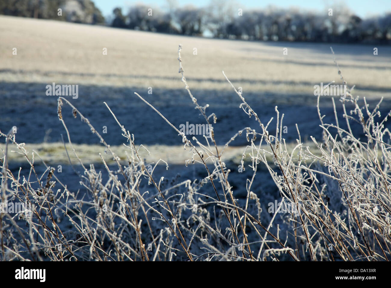 Morning winter frost on hedgerows by a field Stock Photo