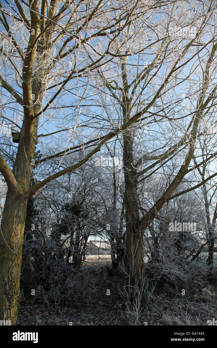 Barren winter trees in a park Stock Photo