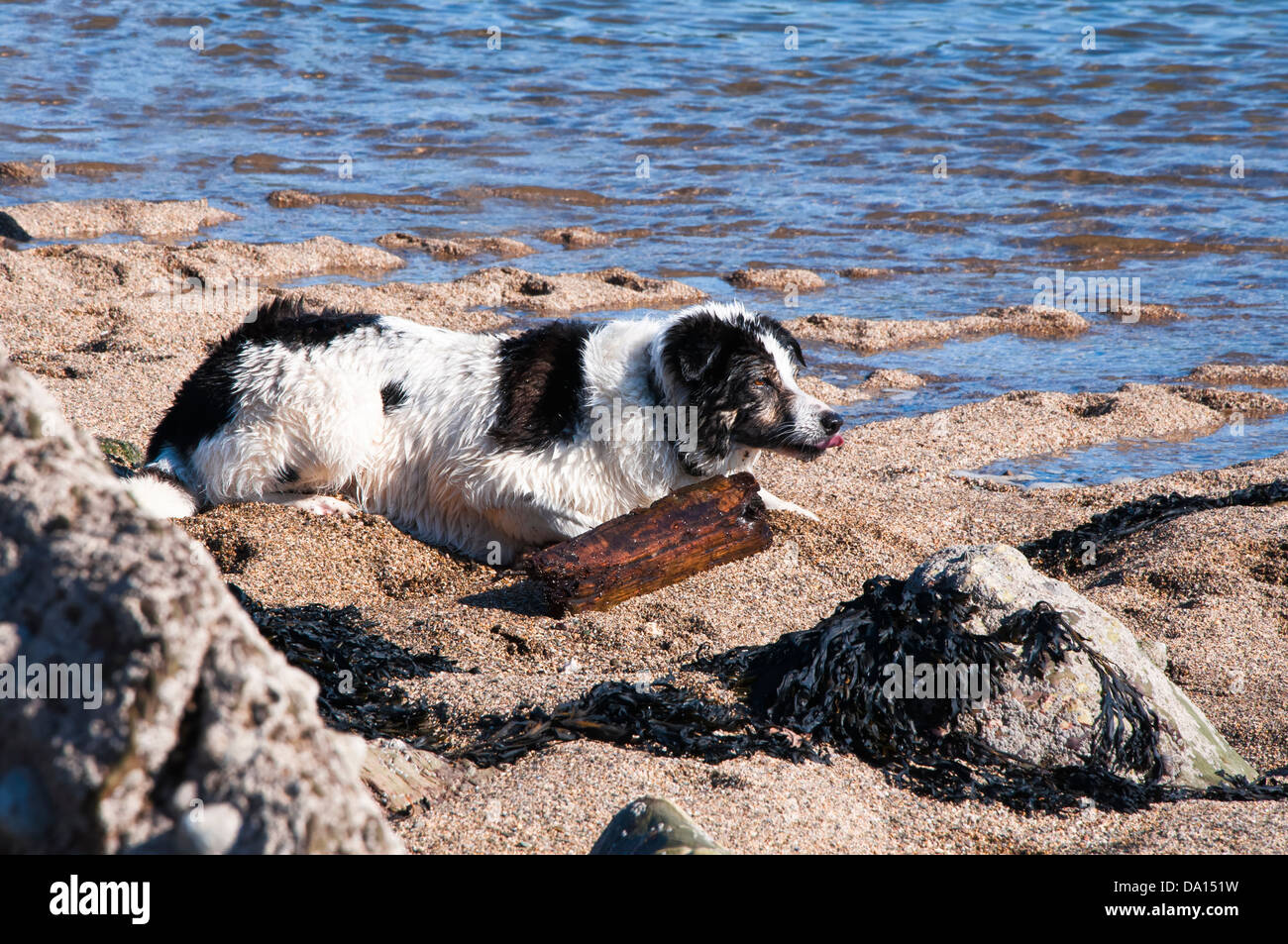 Border Collie (sheep dog) on the beach; lying on the sand at the water's edge Stock Photo
