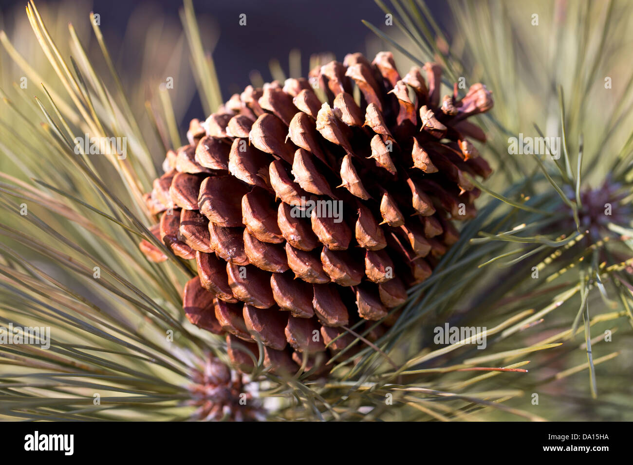 Closeup of a female pine cone at Montecito Sequoia Lodge, Sequoia National Park, California, USA. Stock Photo