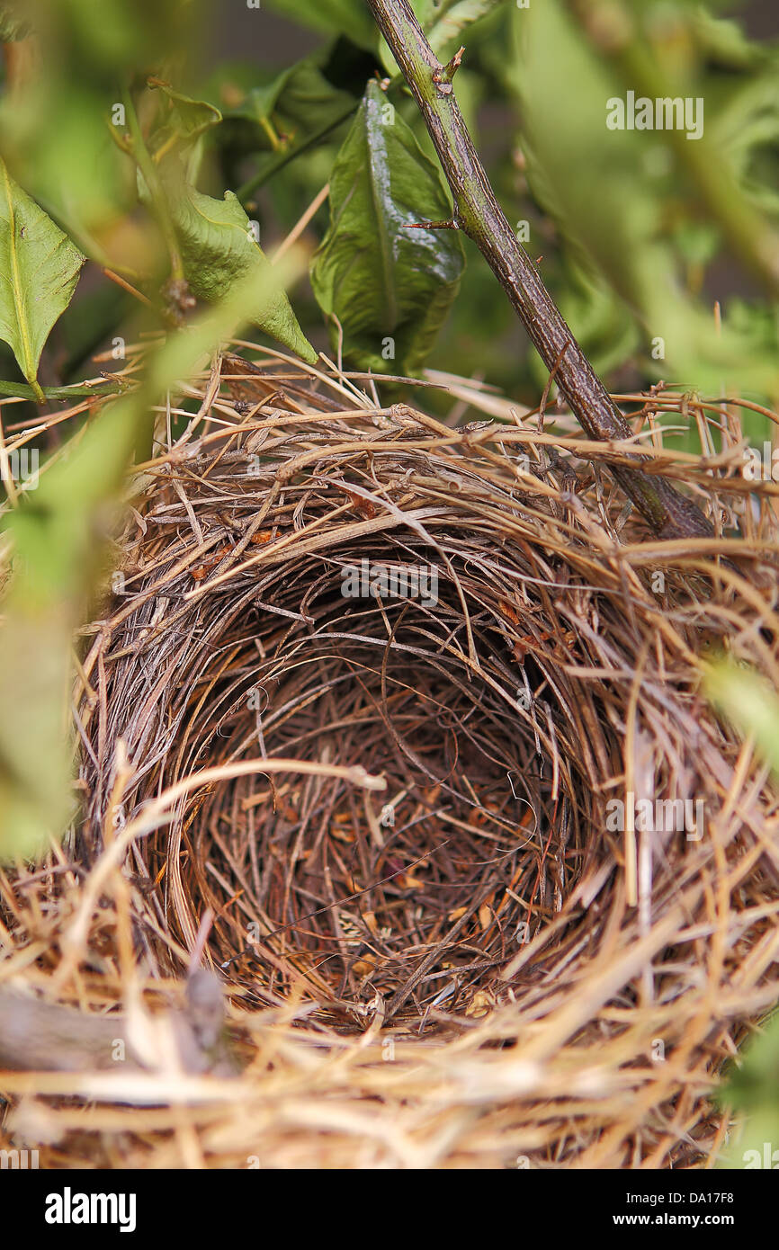 Detail of a beautiful natural empty birds nest in a tree Stock Photo Alamy