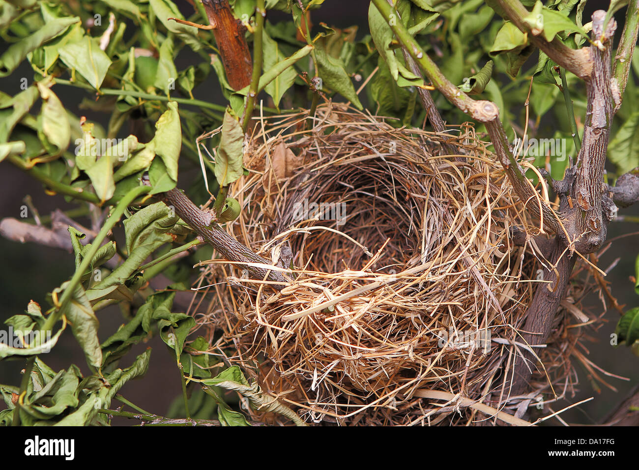 Detail of a beautiful natural empty birds nest in a tree Stock