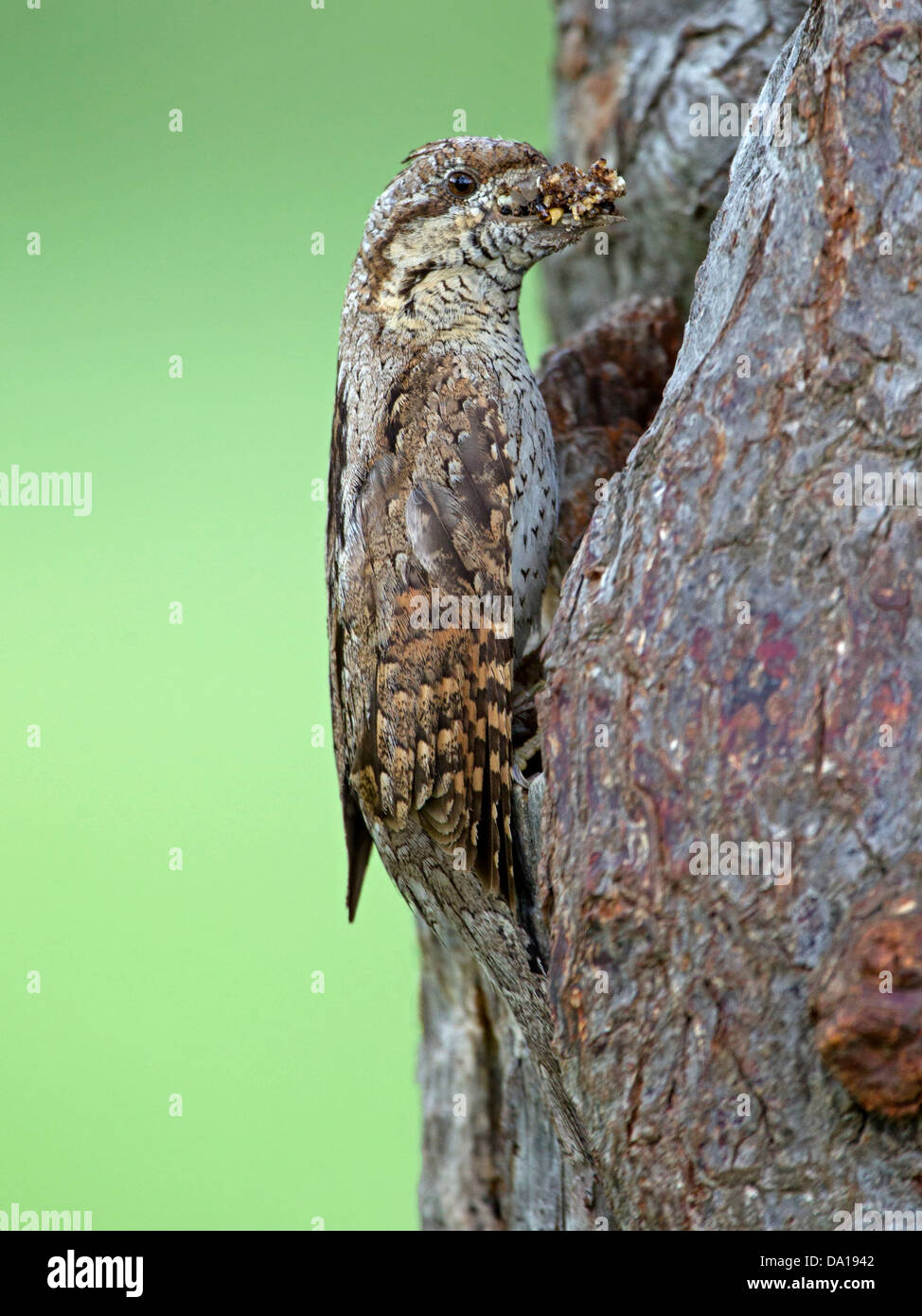 Eurasian wryneck at nest hole with insects in beak Stock Photo