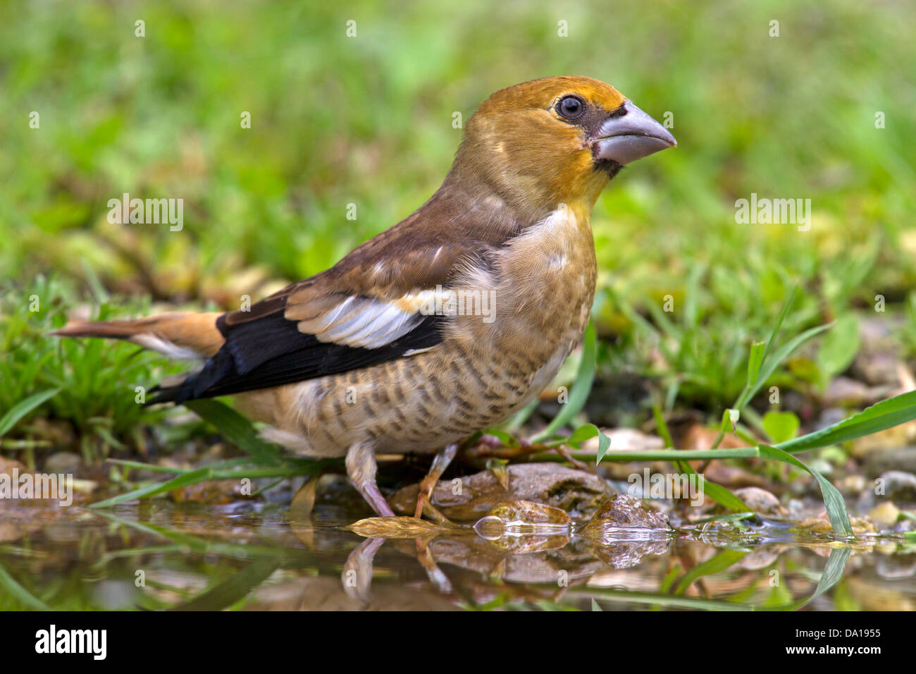 Juvenile hawfinch at edge of pond Stock Photo - Alamy