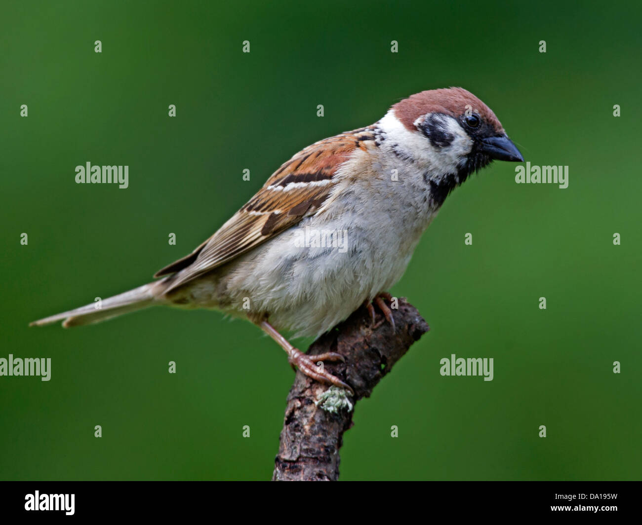 Eurasian tree sparrow perched Stock Photo