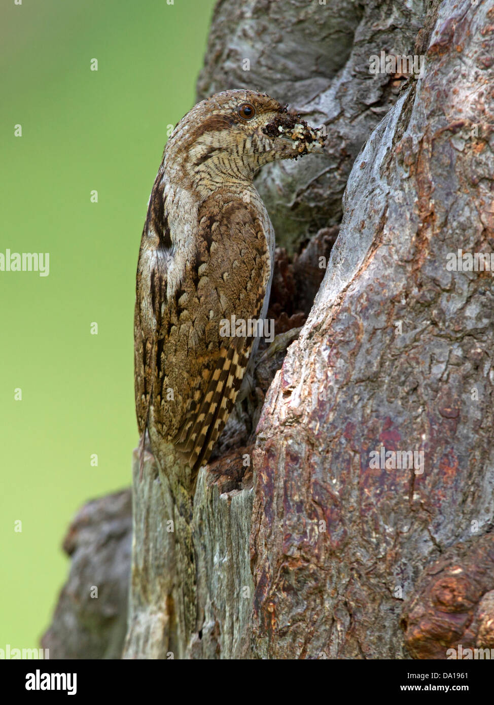 Eurasian wryneck at nest hole with insects in beak Stock Photo