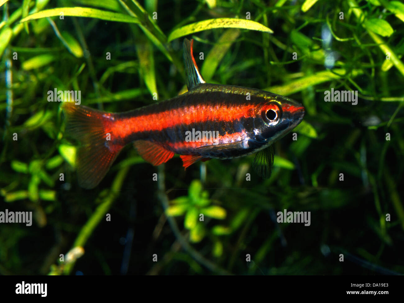 Pencilfish Nannostomus sp. 'Red Pencil' Lebiasinidae Guianas Stock Photo
