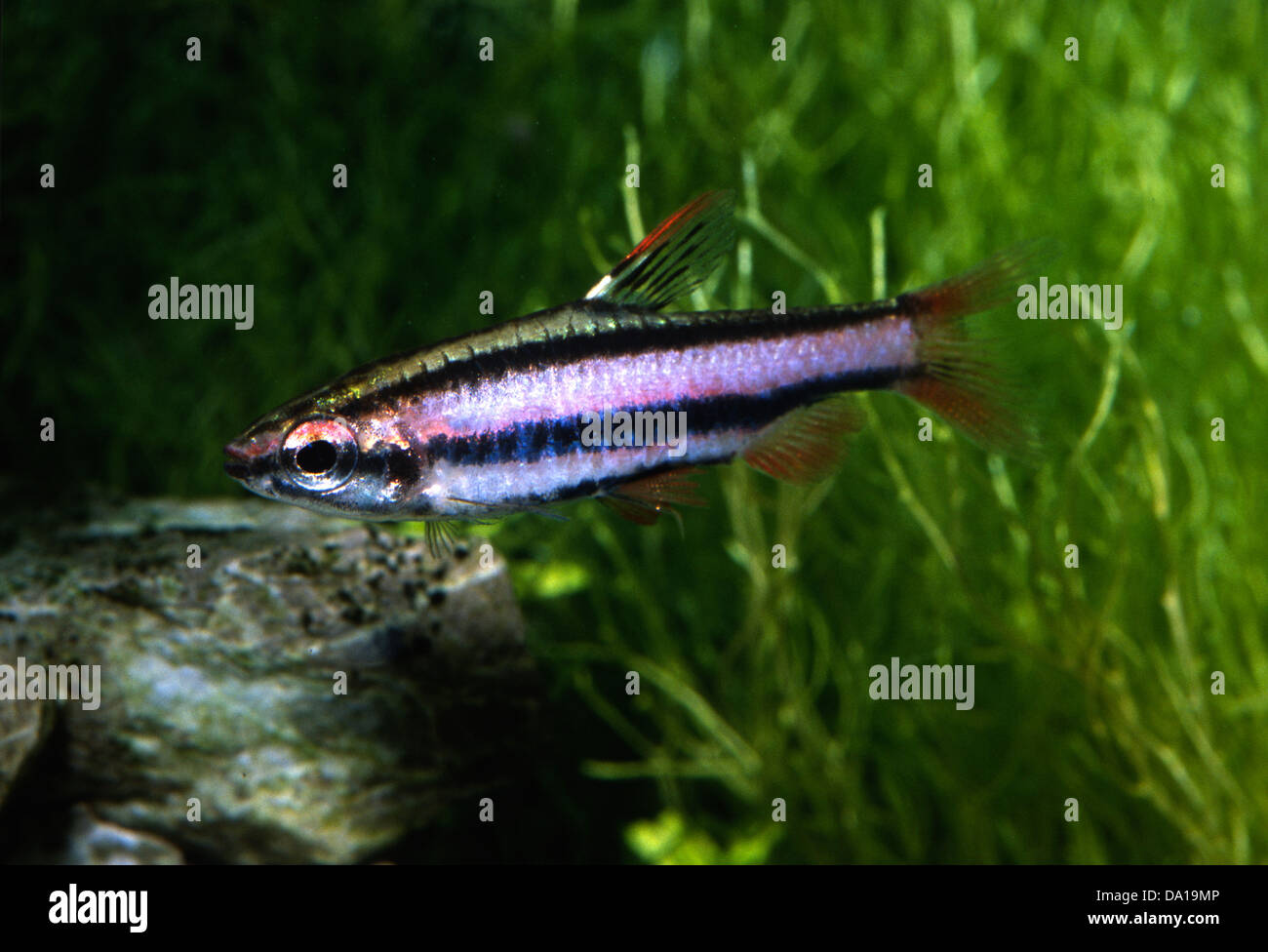 Pencilfish Nannostomus sp. 'Red Pencil' Lebiasinidae Guianas Stock Photo