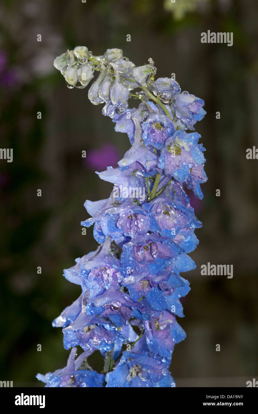 delphinium plant with water droplets after rain Stock Photo