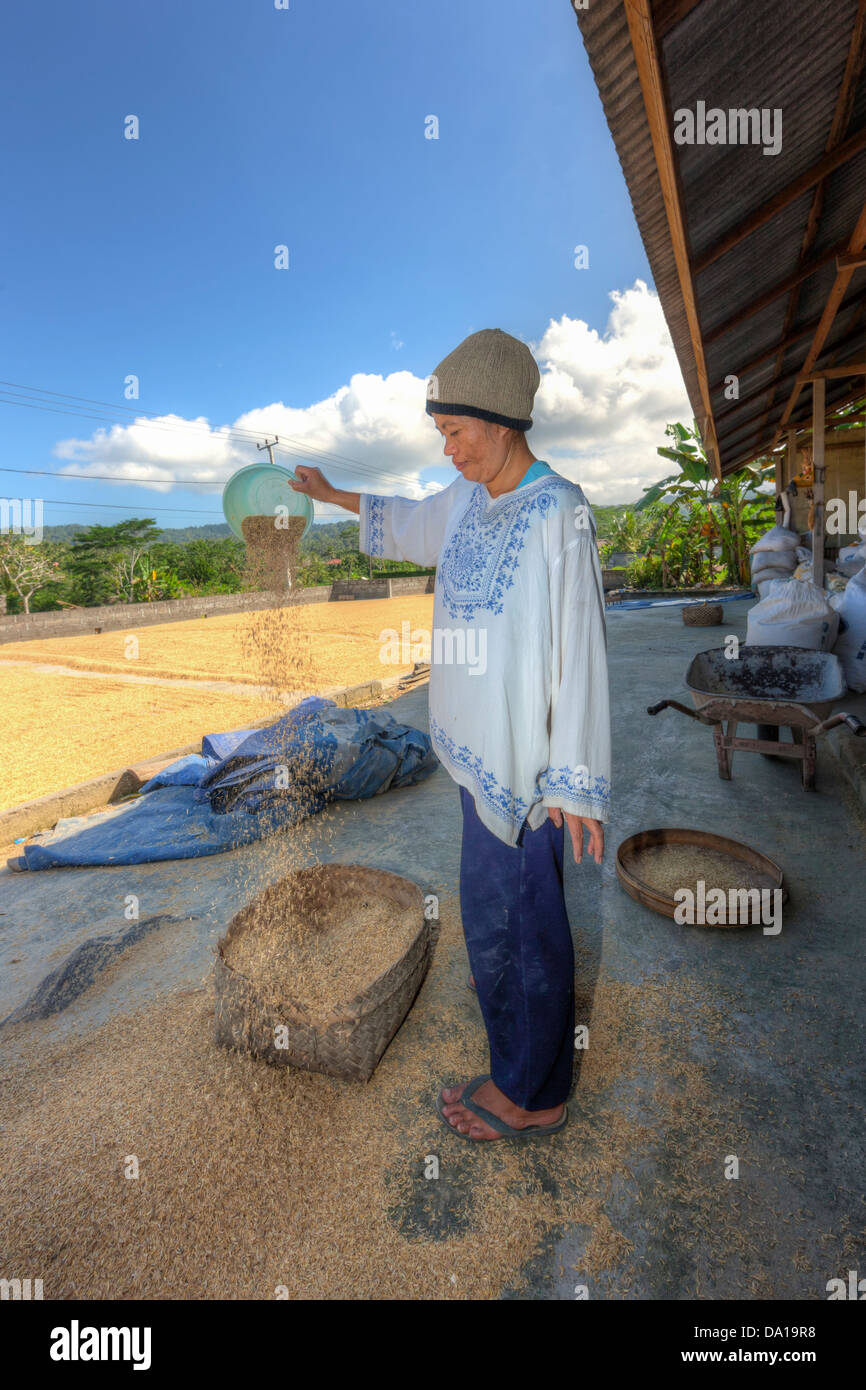 Indonesia, Woman pouring rice into basket Stock Photo