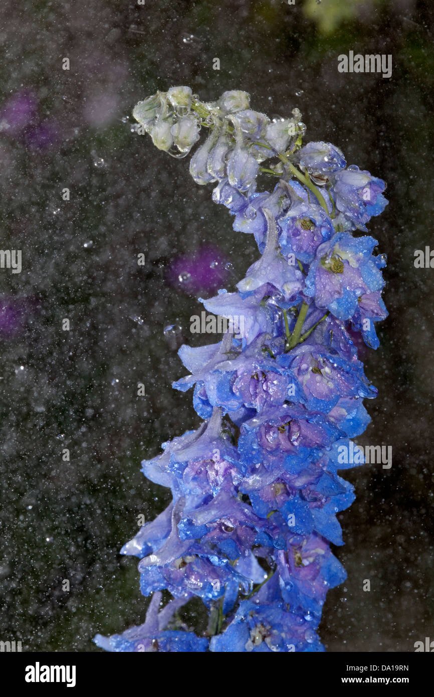 delphinium flowers getting wet Stock Photo