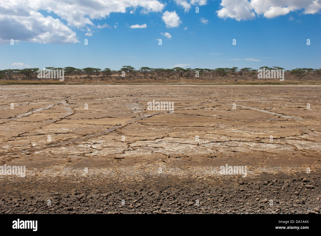 Dried salt lake landscape, Ndutu lake, Ngorongoro crater conservation area, Tanzania, Africa. Stock Photo