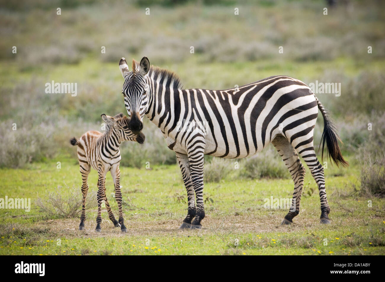 Zebra baby hi-res stock photography and images - Alamy
