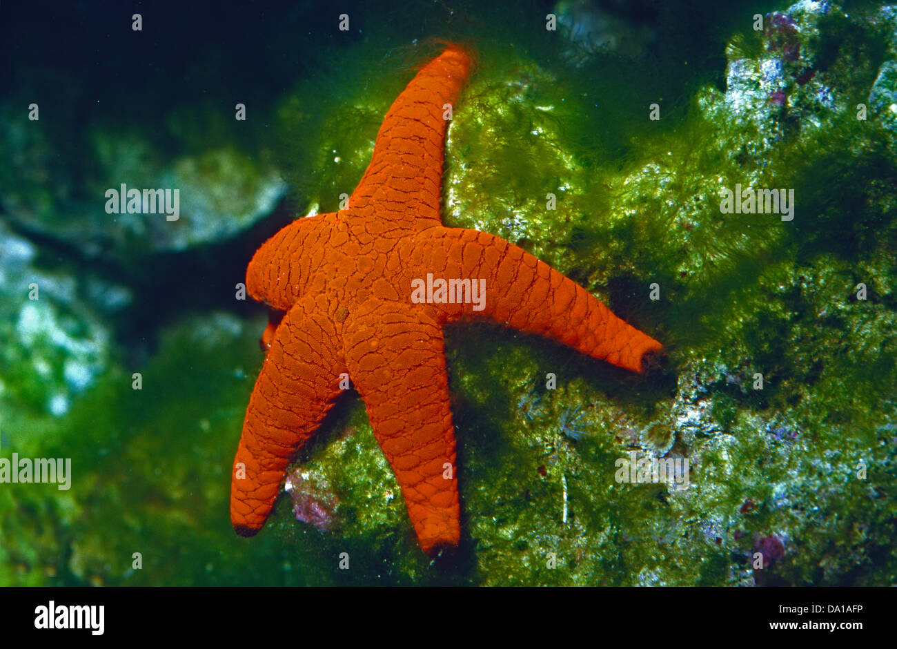 Indian Brittle Star Fromia Indica, Goniasteridae, Indopacific ocean