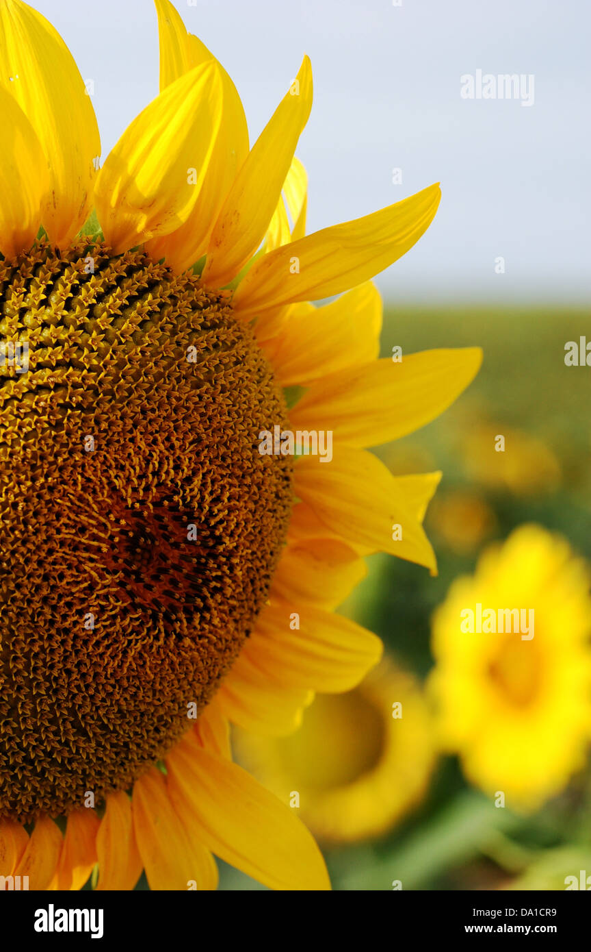sunflower in a field Stock Photo - Alamy