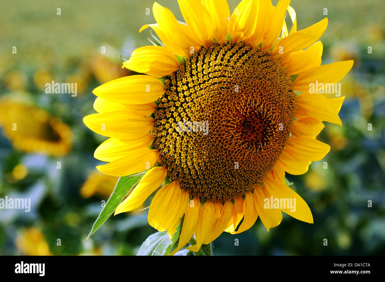 sunflower in a field Stock Photo - Alamy