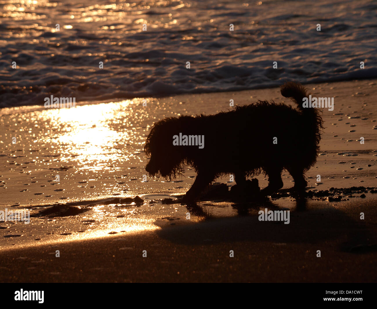 Small dog silhouette hi res stock photography and images Alamy Small dog silhouette hi res stock photography and images Alamy