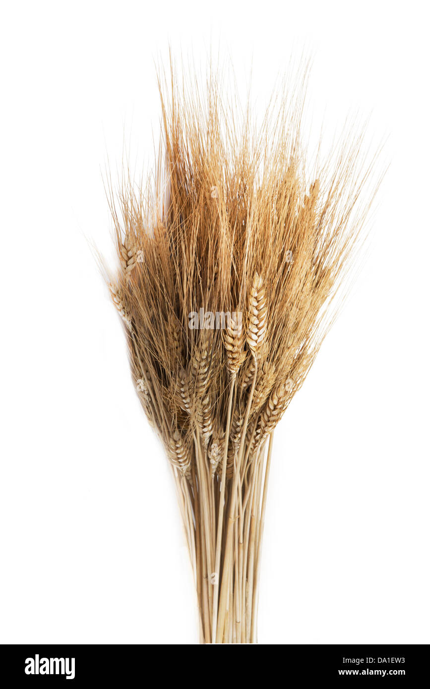 bunch of ears of wheat Stock Photo