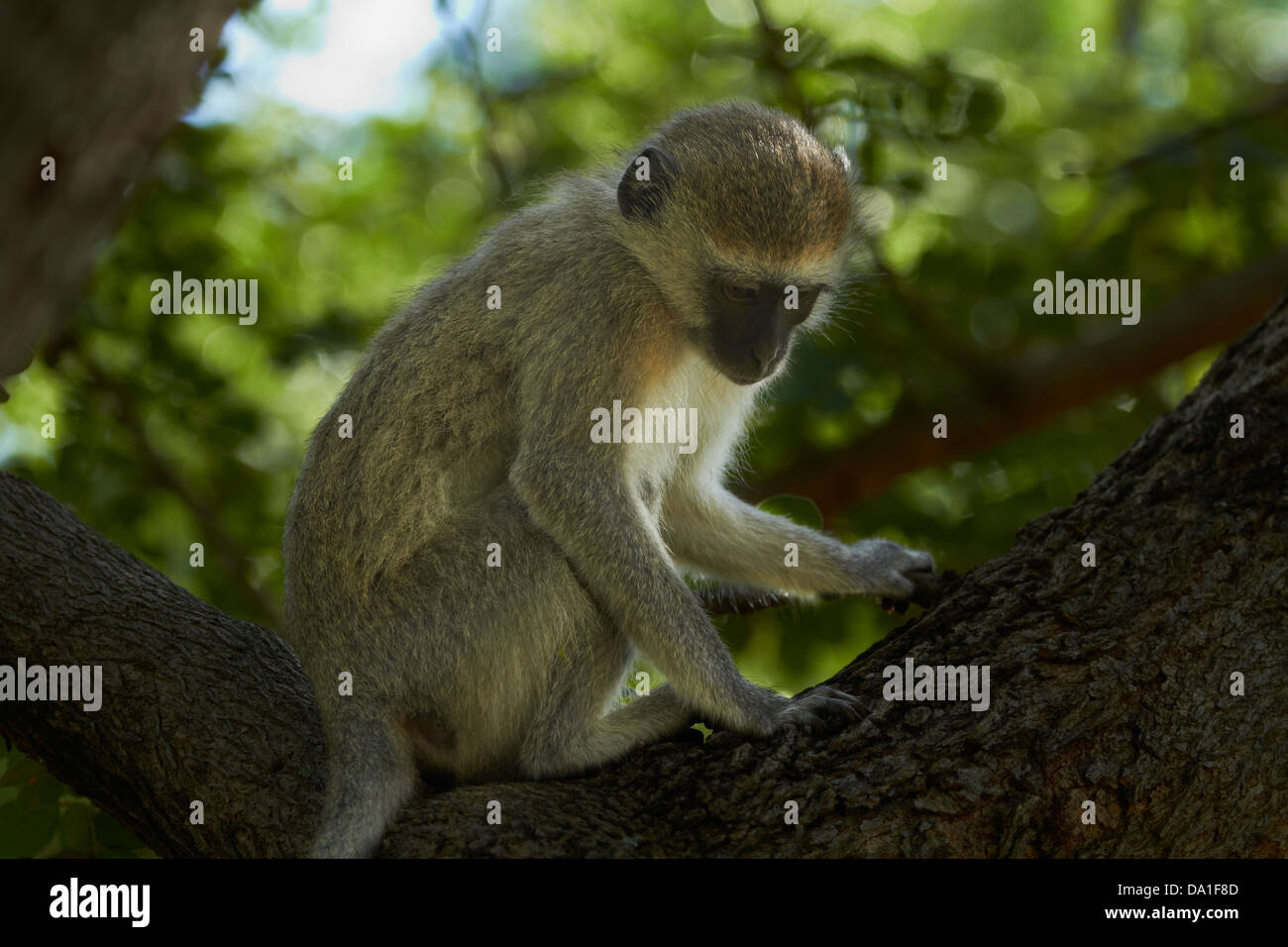Vervet monkey (Chlorocebus pygerythrus), Victoria Falls, Zimbabwe, Southern Africa Stock Photo